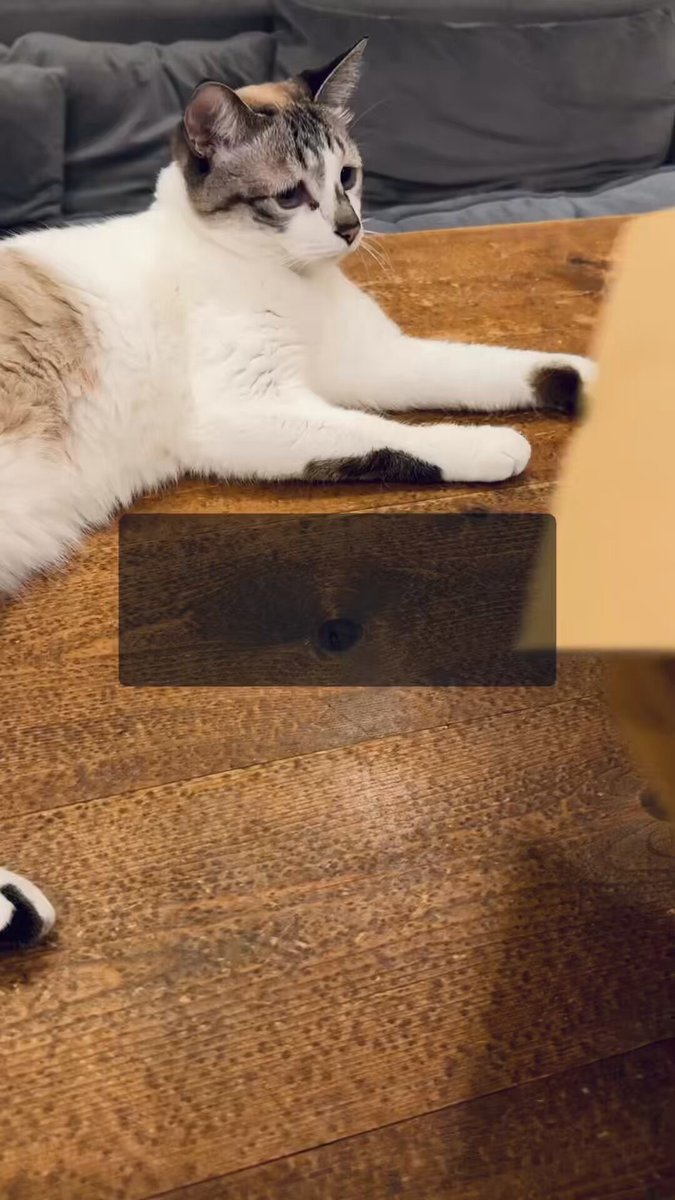 黒猫みんと うに3才 on X: 