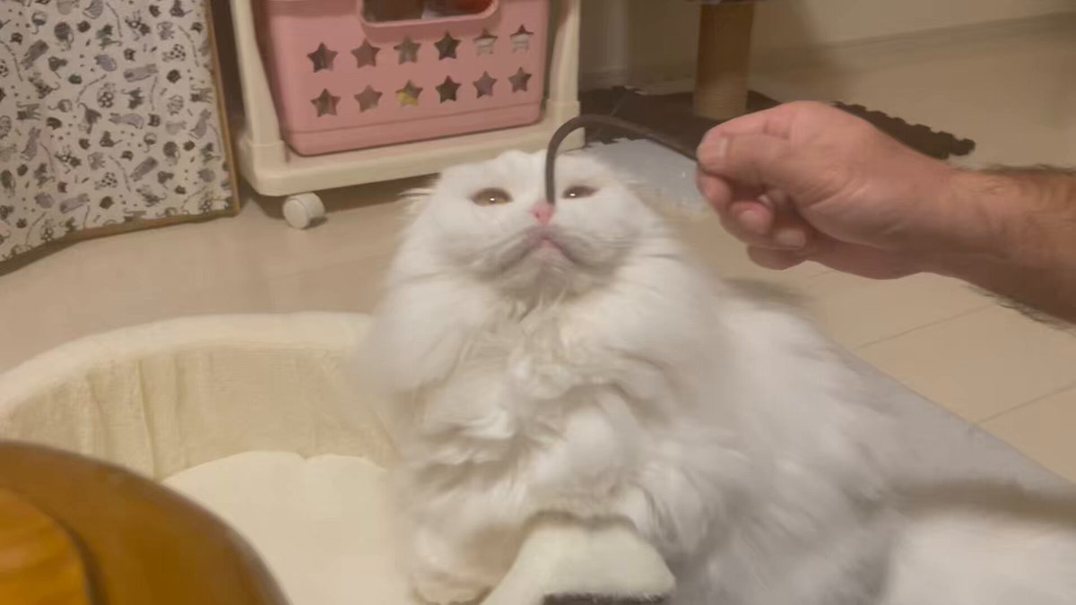 月としらたま (@wataneko_tsuki) / Posts / X