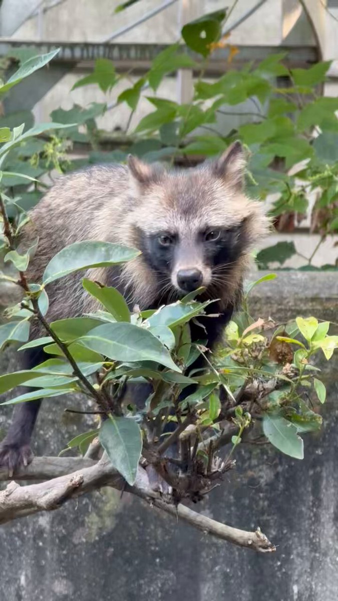 たぬき④ 楽天市場】信楽焼 たぬき Re Tanuki 15cm 5寸 ヤマ庄陶器 【 狸