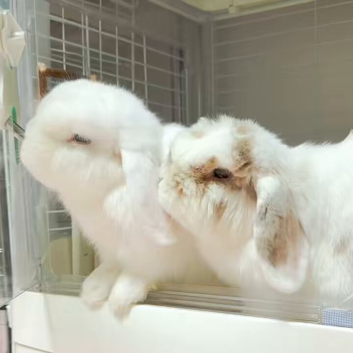 うさうさき♥3点おまとめ♥⁠◍⁠•⁠ᴗ⁠•⁠◍⁠)⁠❤ うさぎ - Search / X