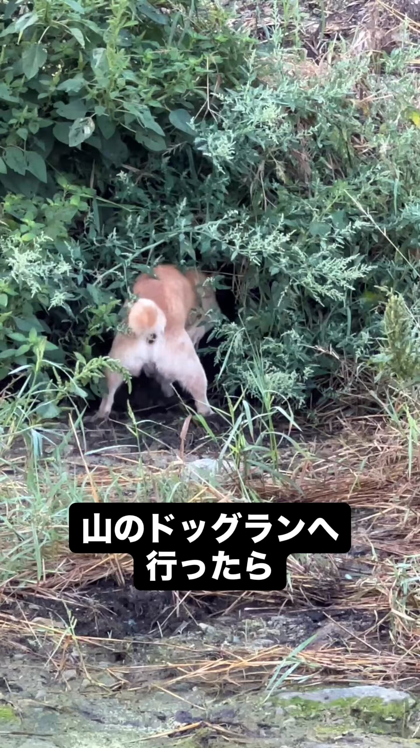 柴太郎 🐕☀️🌧️昨日 #タッチ🙌🏻 #柴犬 #しばいぬ #しばけん