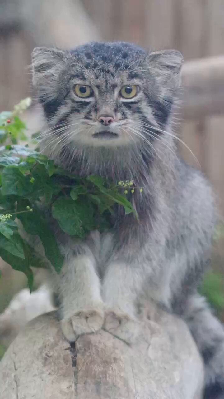 神戸どうぶつ王国 on X: 