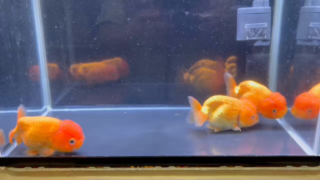 金魚 金魚】新潟産 玉サバ 短尾 透明鱗・普通鱗 M 1匹【生体