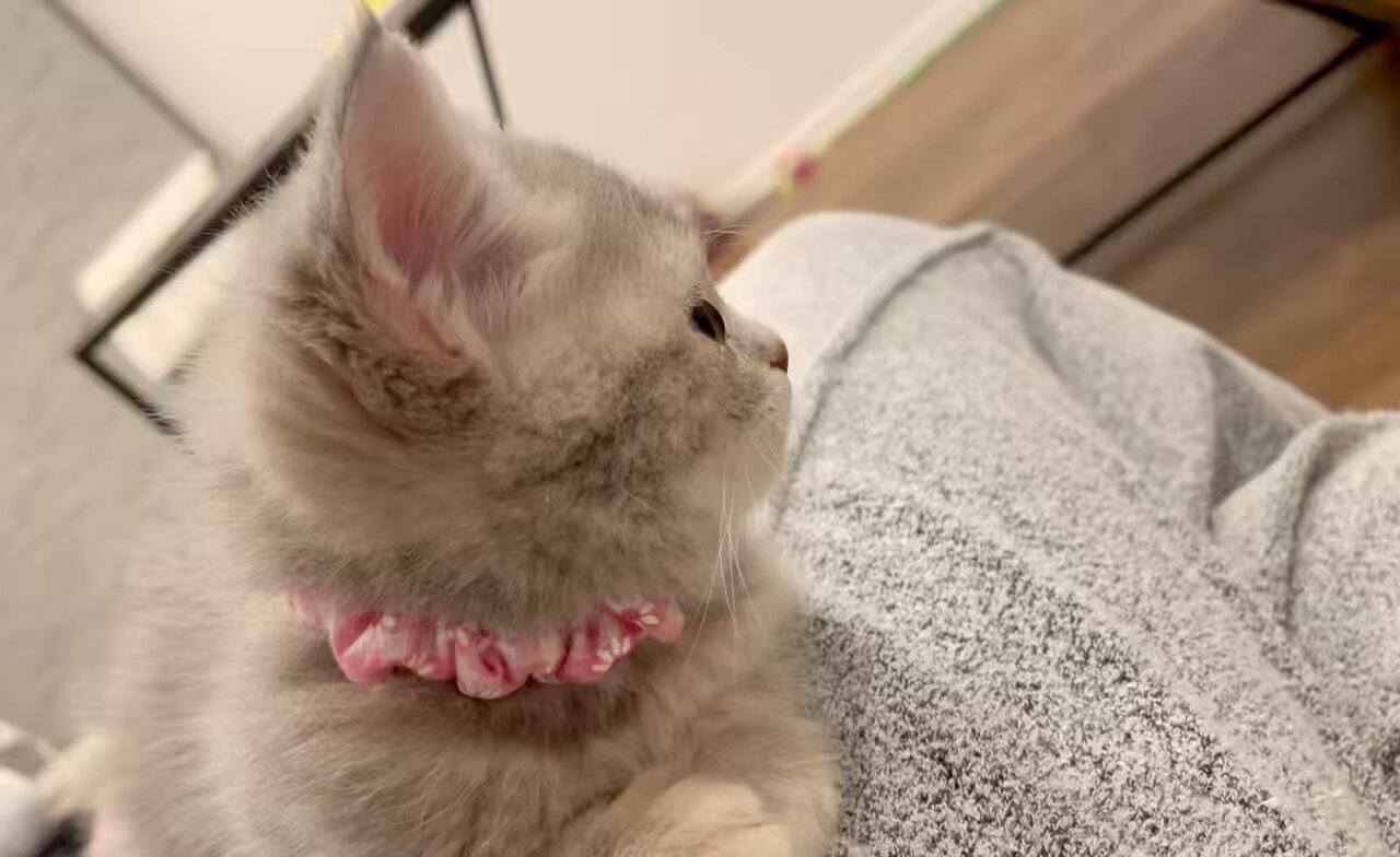 おんぷちゃん🎵 (@onpuhime1011) / X