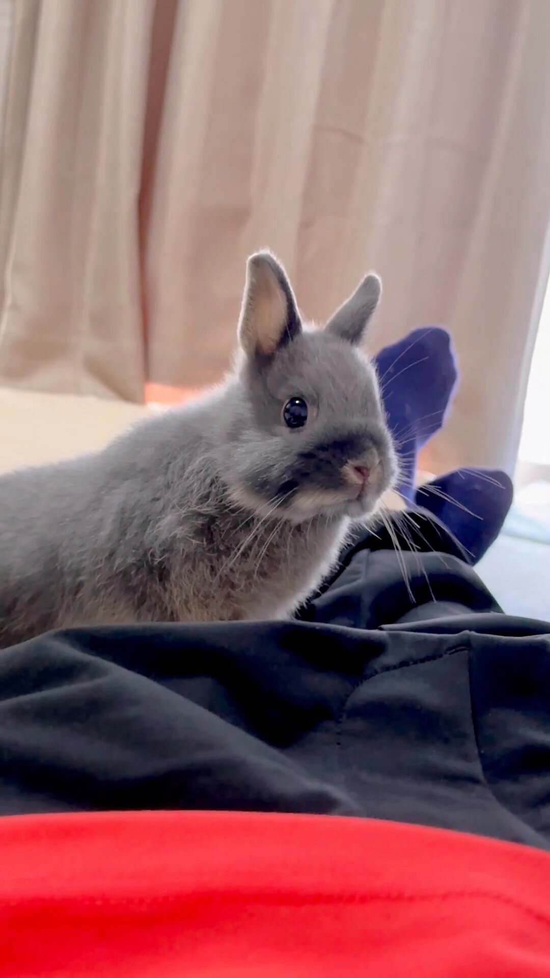 うさぎの凛🐰心の処方箋 on X: 