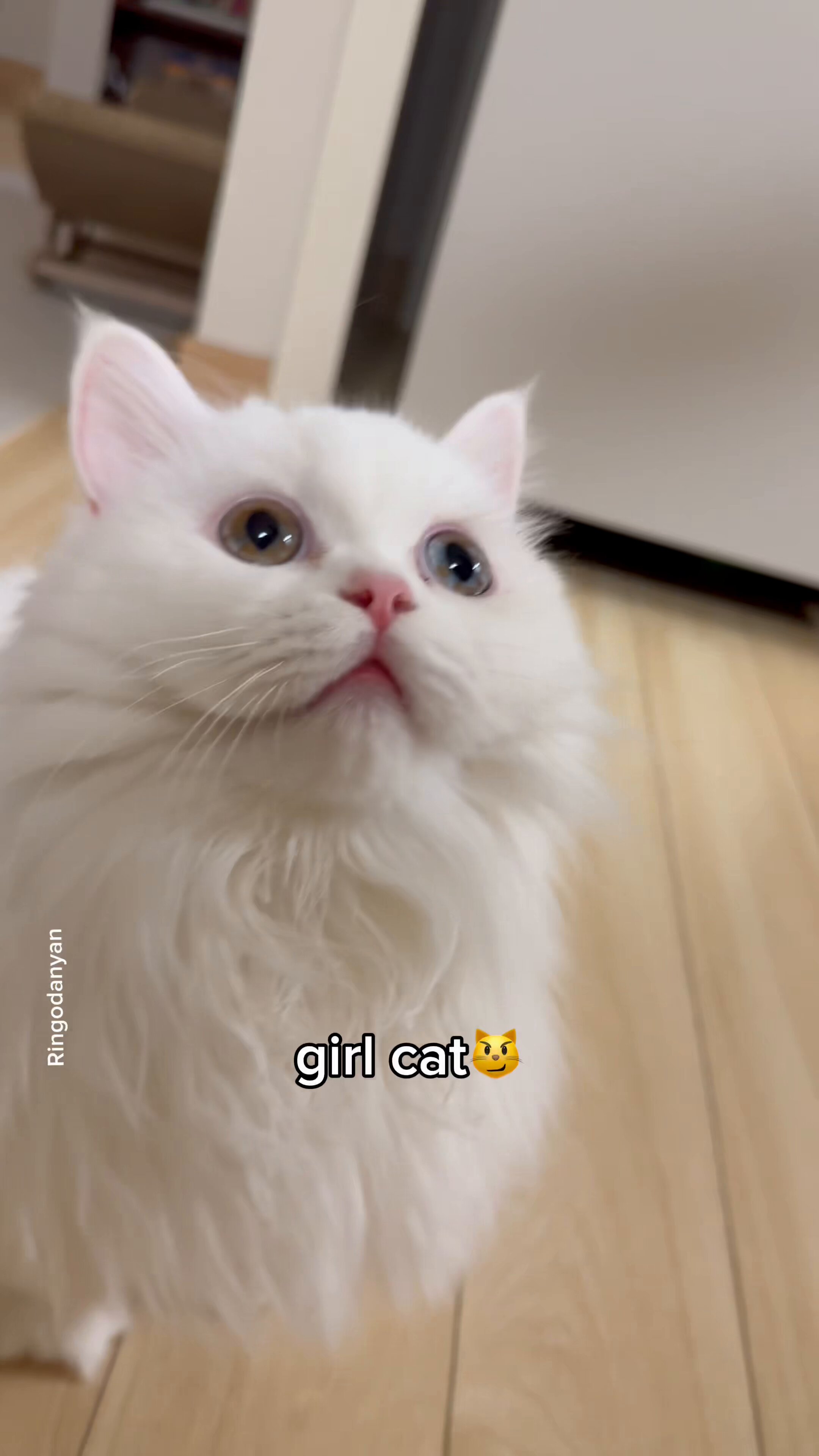 めだかの喜ぶ猫さま(=^・^=)『す』 81O4GfPKAcL.jpg