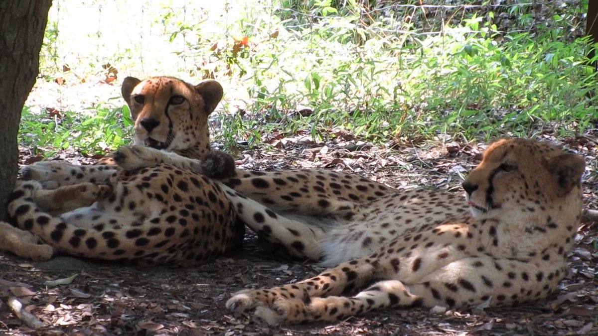 チータページ 71fahFUI2lL._AC_UF894,