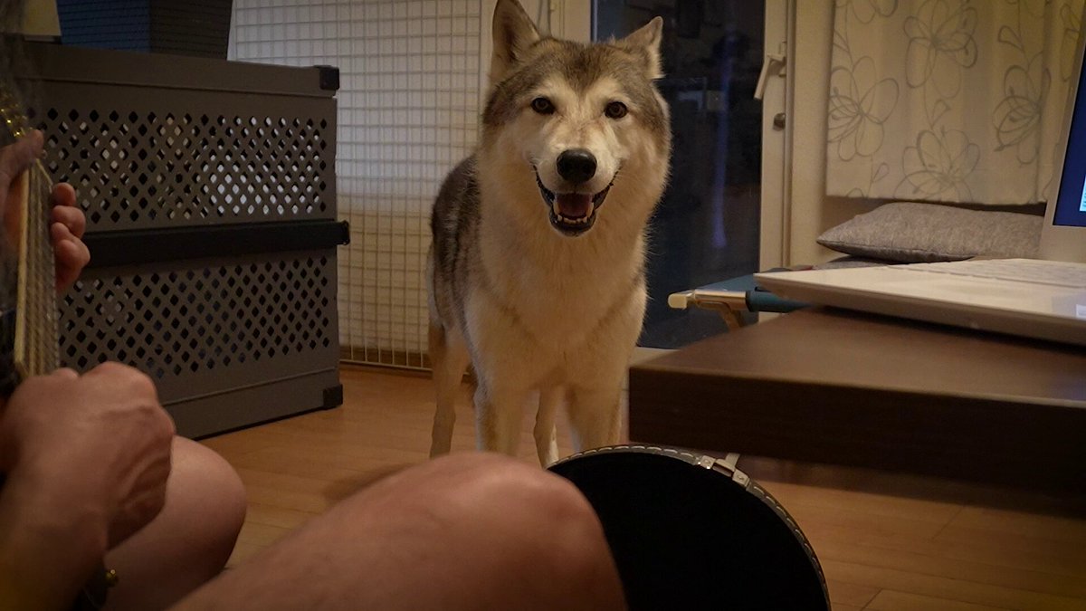 いし犬 さぁ on X: 