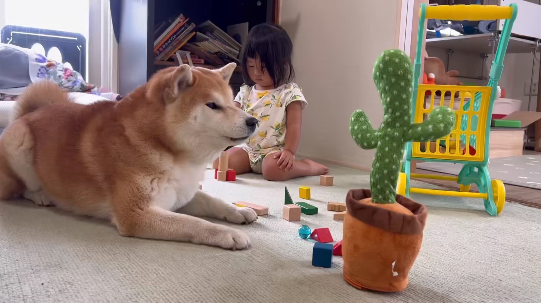 『タイムセール』柴犬☆マシュマロ 柴犬マシュマロ | 柴犬ゴンちゃん通信