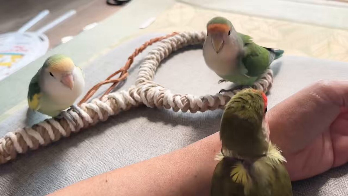 コザクラインコ　剥製 本物そっくりの鳥のオブジェ・私の書斎のカラフルな鳥たち