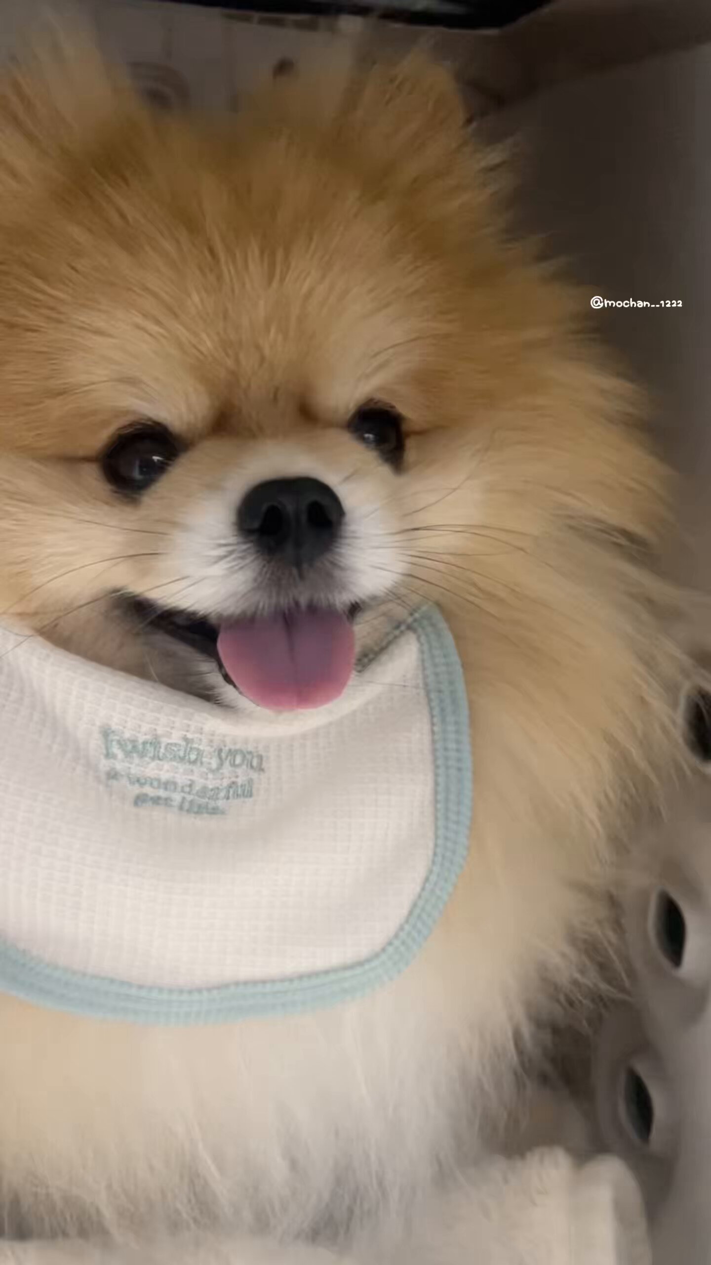 もちゃん🐶🍮ポメラニアン on X: 