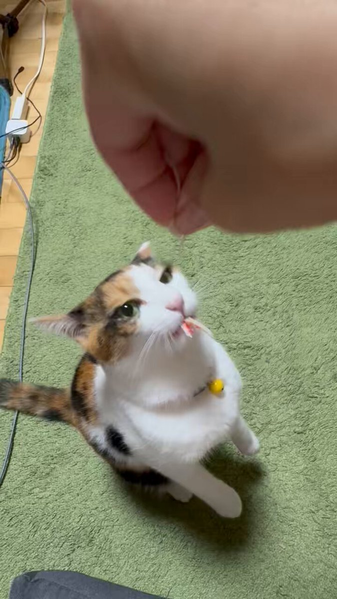 ぽんちゃん ぽんちゃん (@ponchan_0321) • Instagram photos and videos