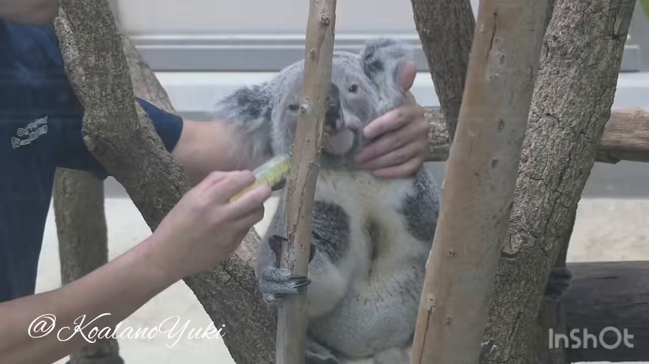 デハラユキノリ　ABOUT ANIMALS  コアラおばさん　おまけ付き うちのオウキ、甘えん坊なのよ〜🐨🌸☺️ 20250721 🙅‍♀️無断