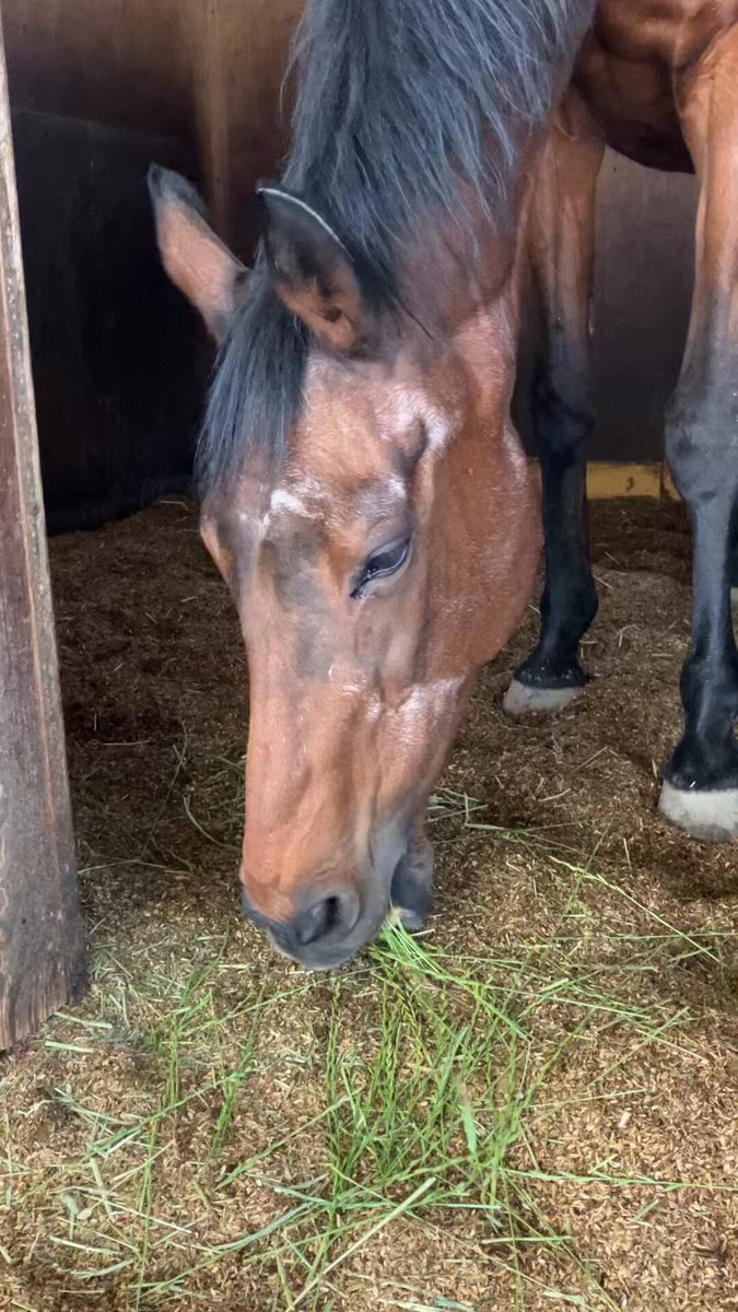 10番人気ハルウララ　　Windows10 10番人気ハルウララ Windows10 ハルウララ