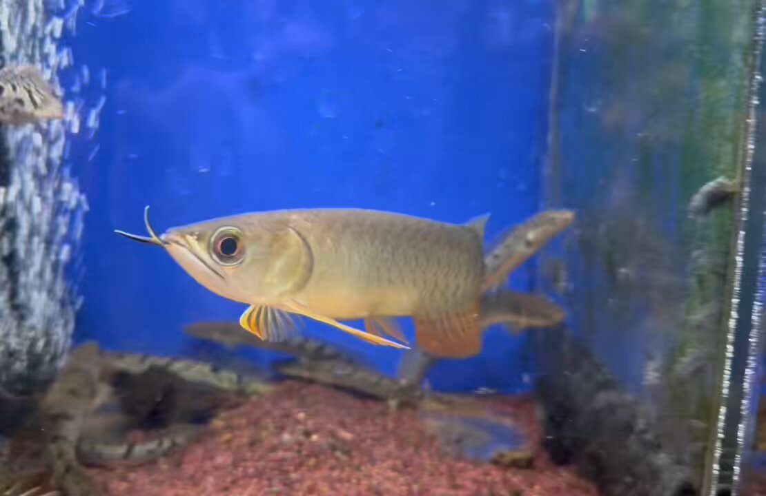 水槽 HIRO ウェルカム90cmLOW水槽を正月休み中にプチレイアウト変更