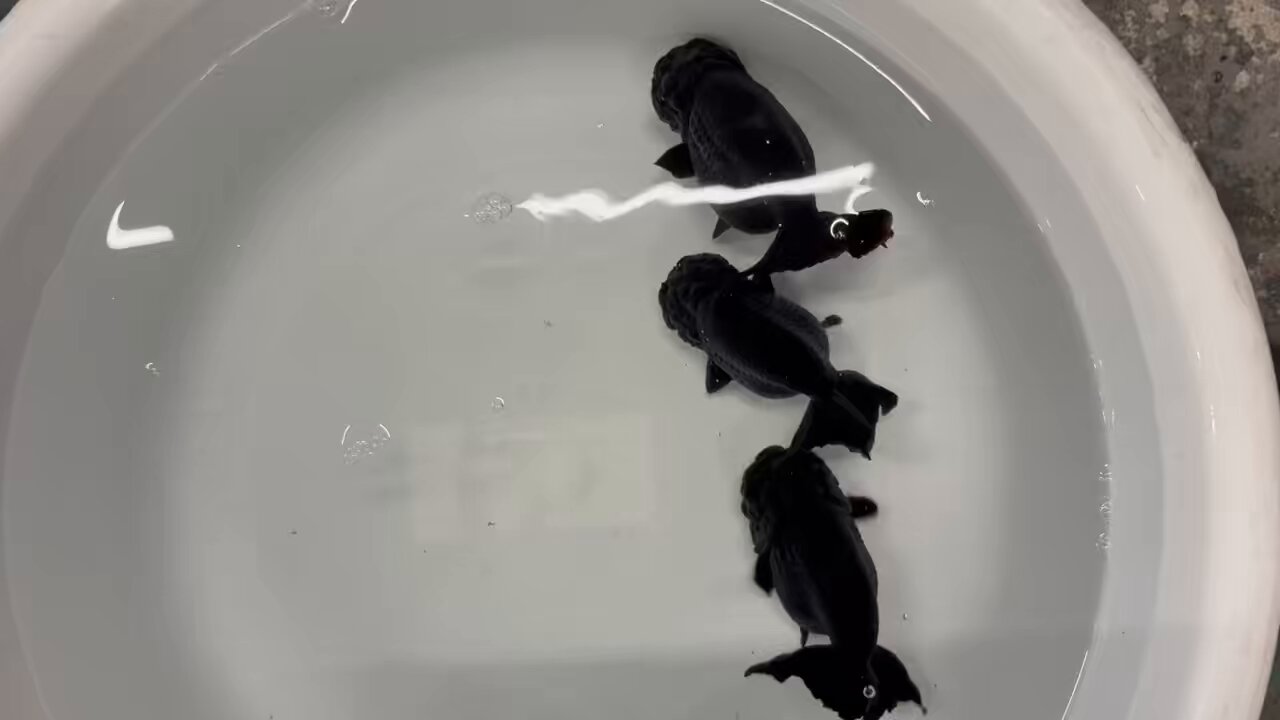 さかな WATER THE PLANT ウォーター ザ プラント THUNDER