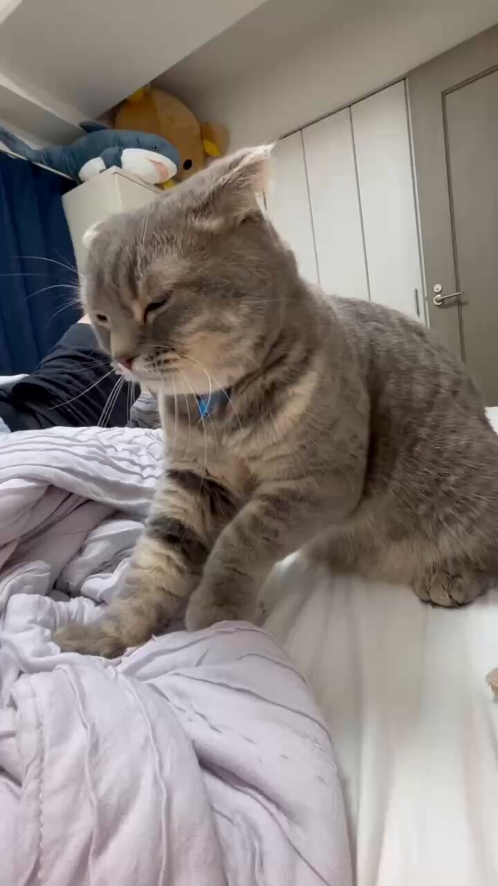 むーさんちの猫おどり on X: 