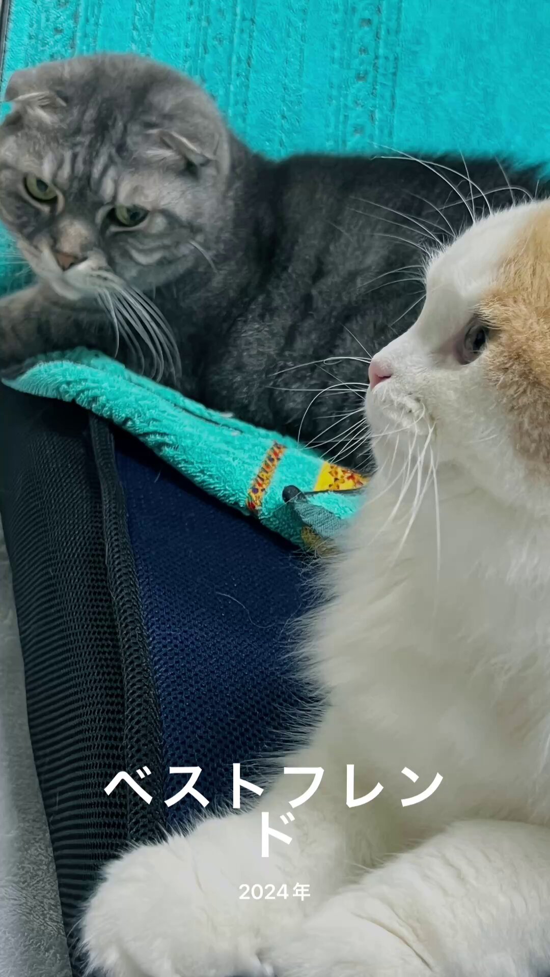 なでまち（公式）とにかく今すぐに猫を撫でたい on X: 