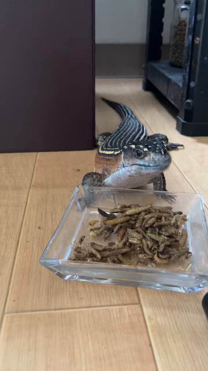 ロイくん - Search / X