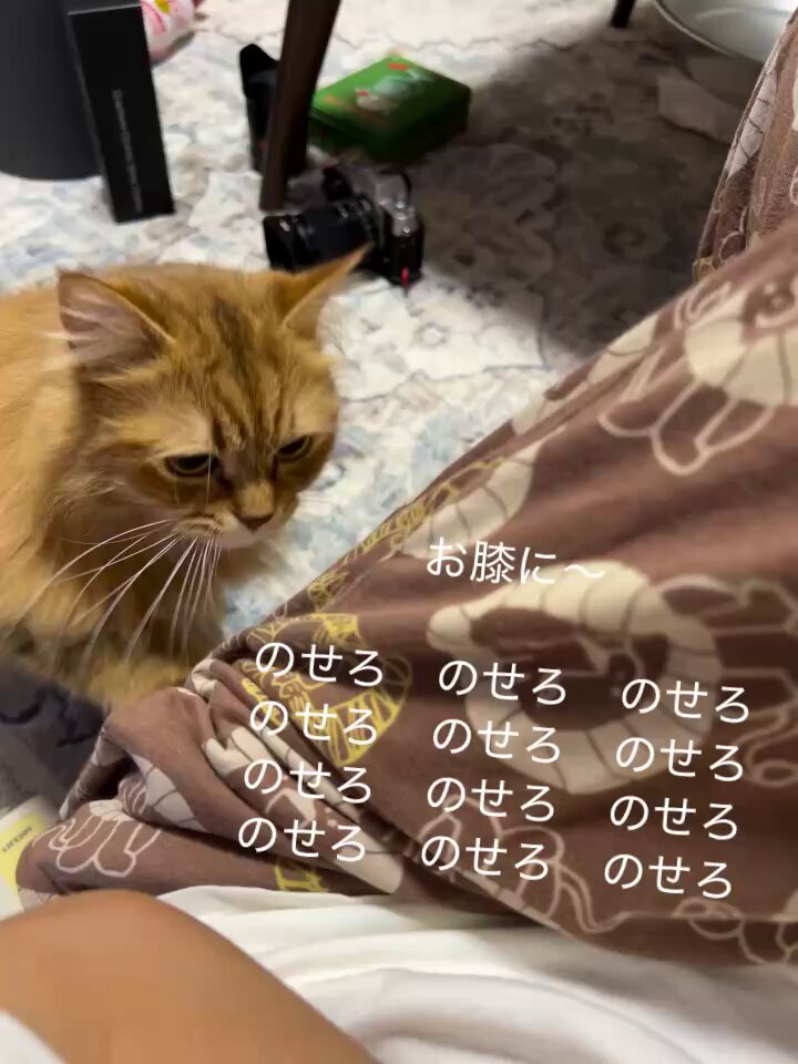 わさび🤍からし🧡サイベリアン (@ka_wa1002) / X