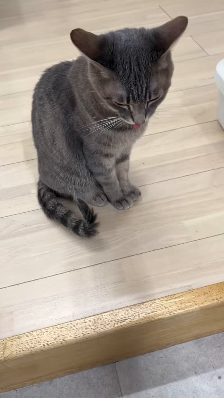 猫まっしぐら 猫まっしぐらセレクト】 猫の置物-スニーカー | The Ichi（座市