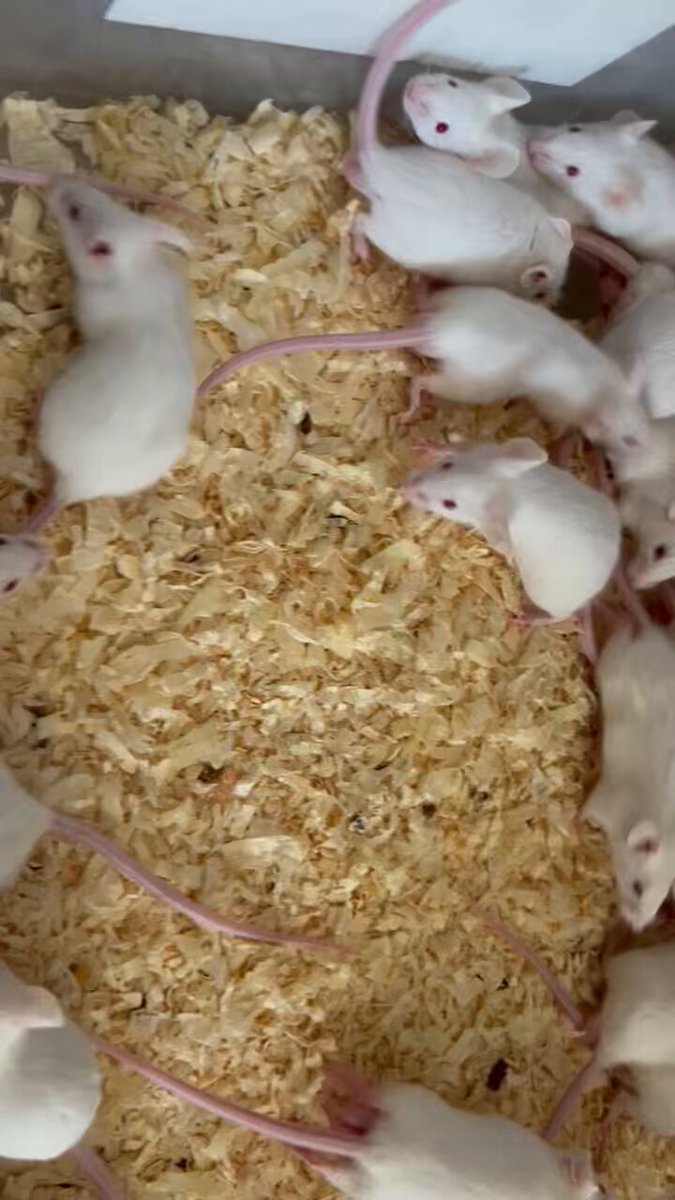 冷凍ラット ご予約品 酒井様 冷凍ラット ご予約品 酒井様 ごはんの