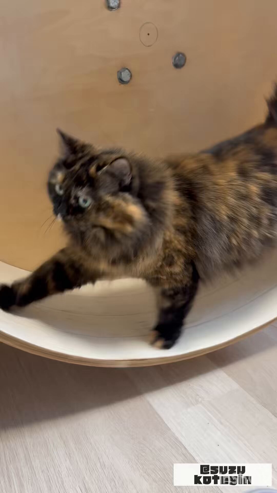 ネコまにあ家《13匹の猫達》 on X: 