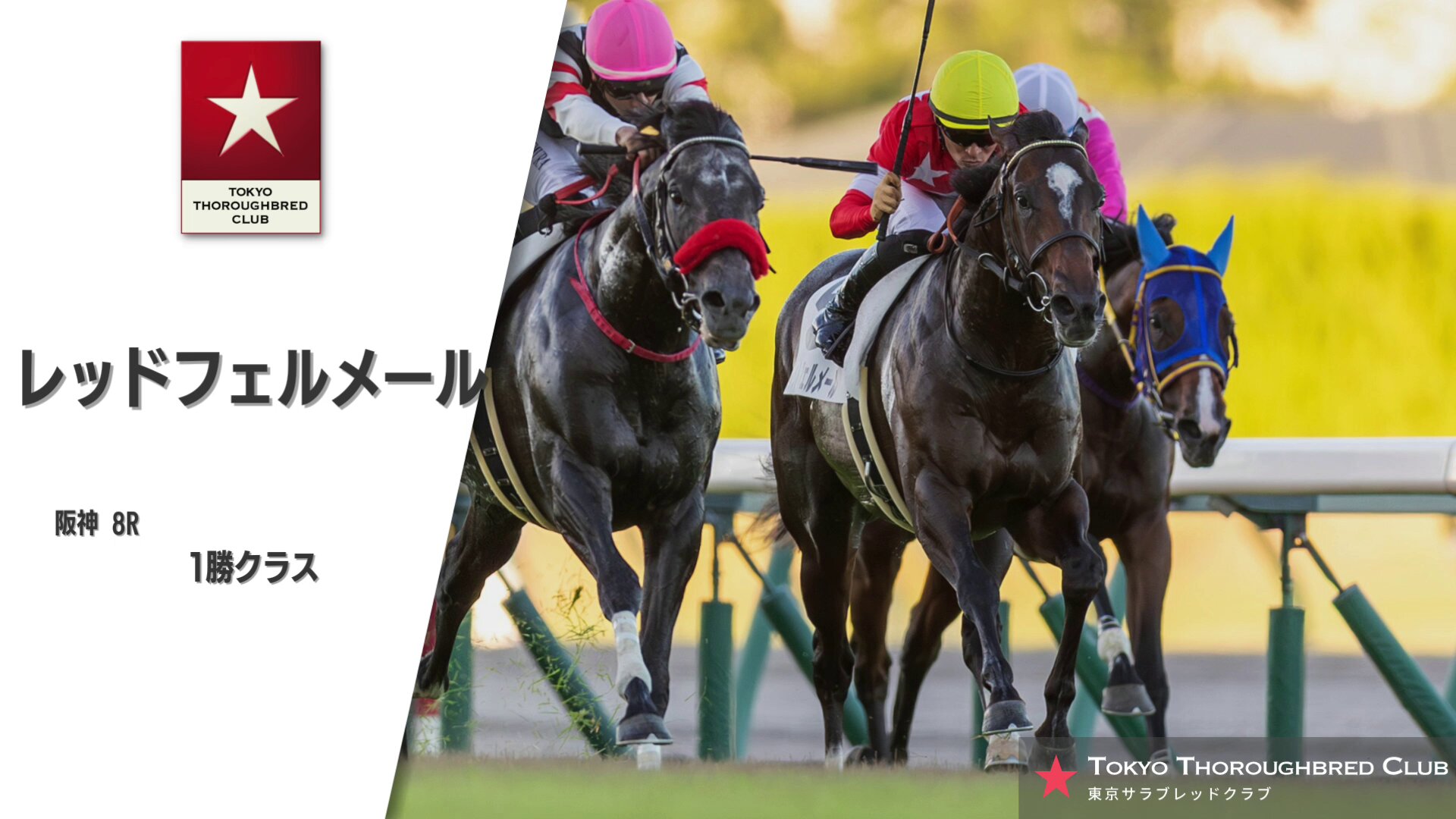 公式】東京サラブレッドクラブ on X: 