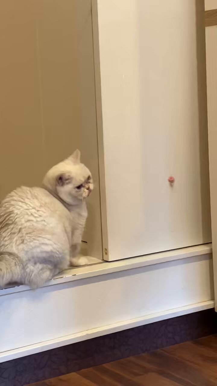 mimiさん専用です。 中古】 Fyzikal Encounters adidas ZX Fury ZX Pump