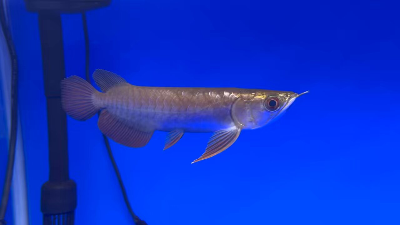 過背金龍 - Search / X