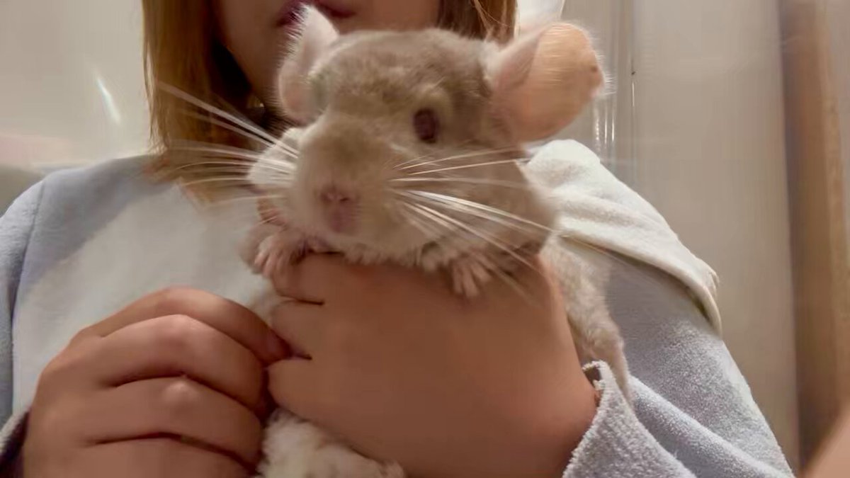 チンチラのぴの (@ChinchillaPino) / X