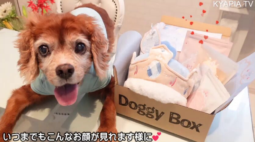 KYAPIA TV❤動物と音楽♬120匹のママ🐶🐥 on X: 