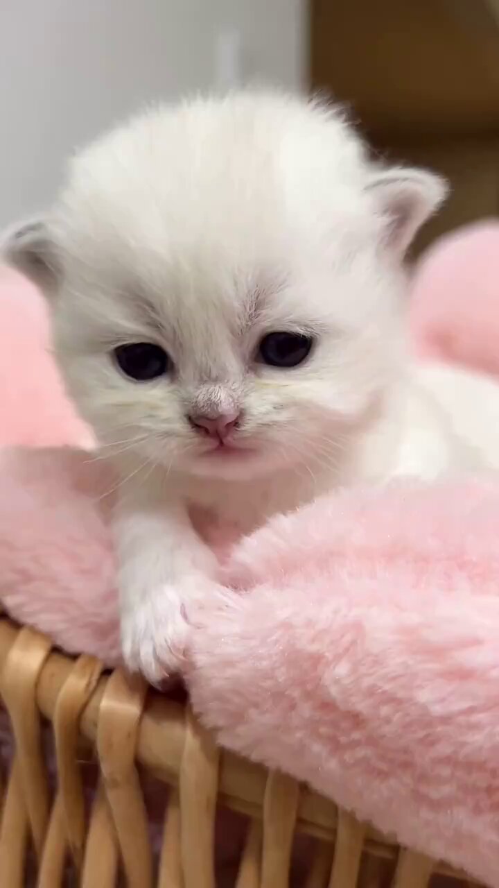こねこ図鑑 on X: 