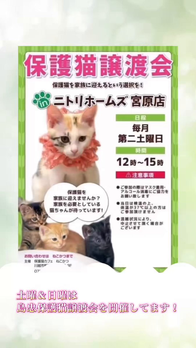 ねこねこ横丁 (@nekoyoko_web) / X