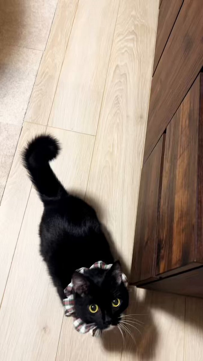 黒猫 羽鳥 一羽 on X: 