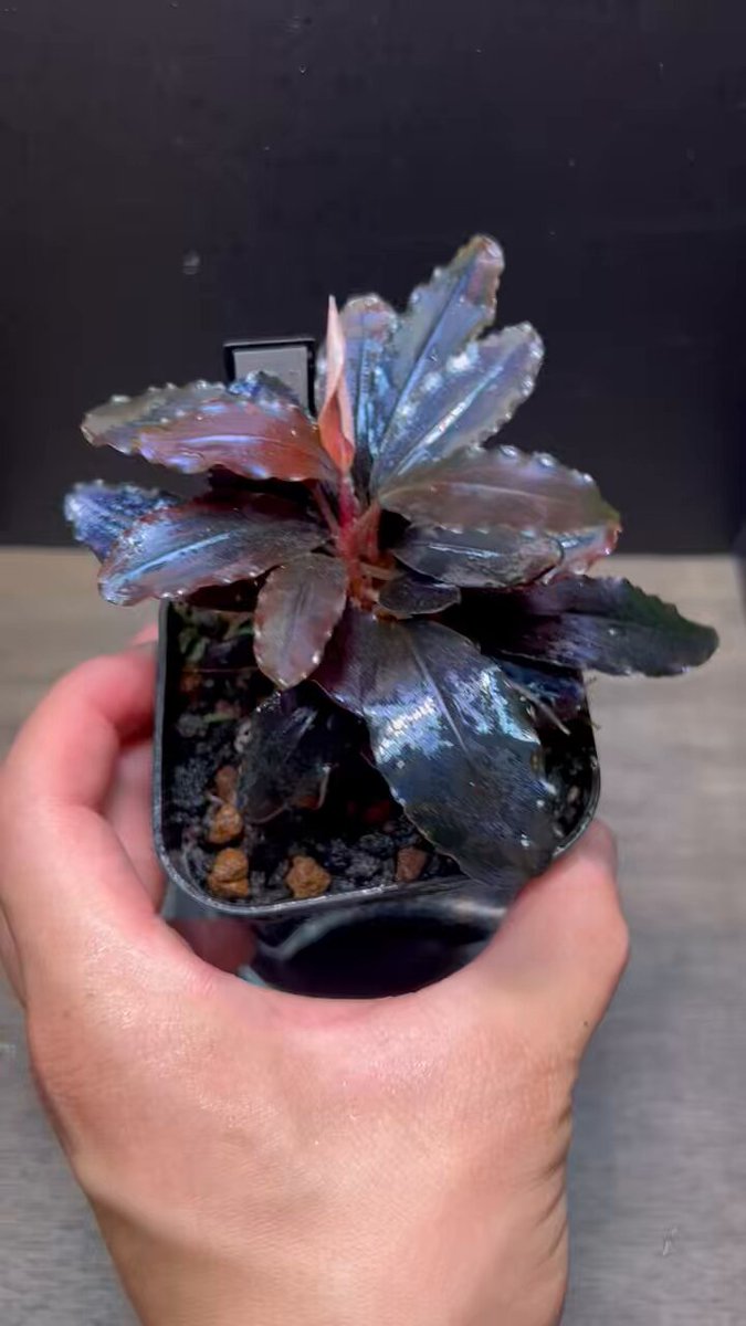 【タグのみです】ブセファランドラsp.llic dark red Bucephalandra sp. Metalic dark red - メルカリ