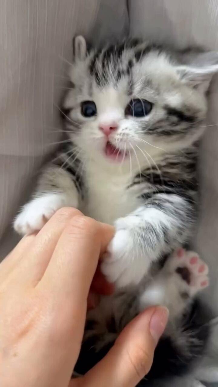 ニャン吉 旅猫ニャン吉 (@noraneko_nyankichi) · Instagram photos and Reels