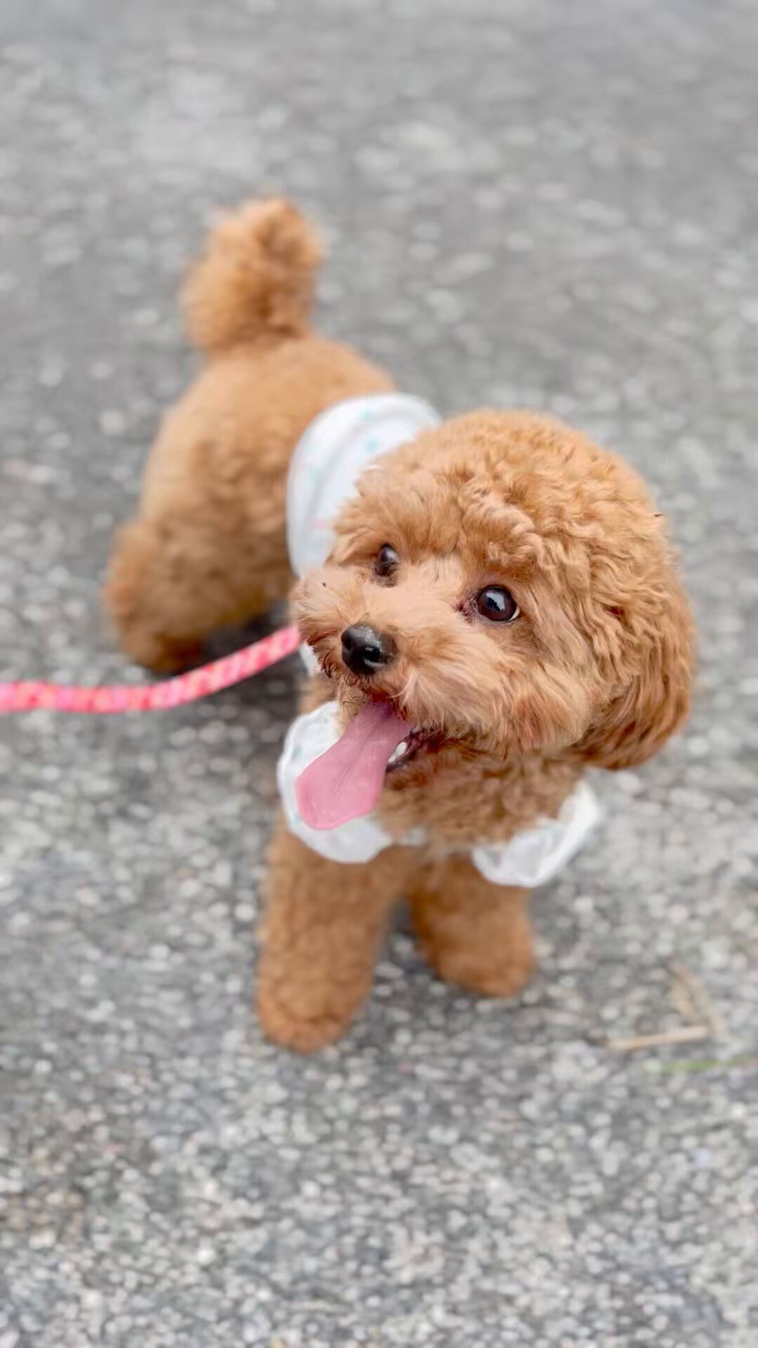 トイプードル❤️ハンドメイド❤️ お迎え決まりました♥️ 【公式通販】