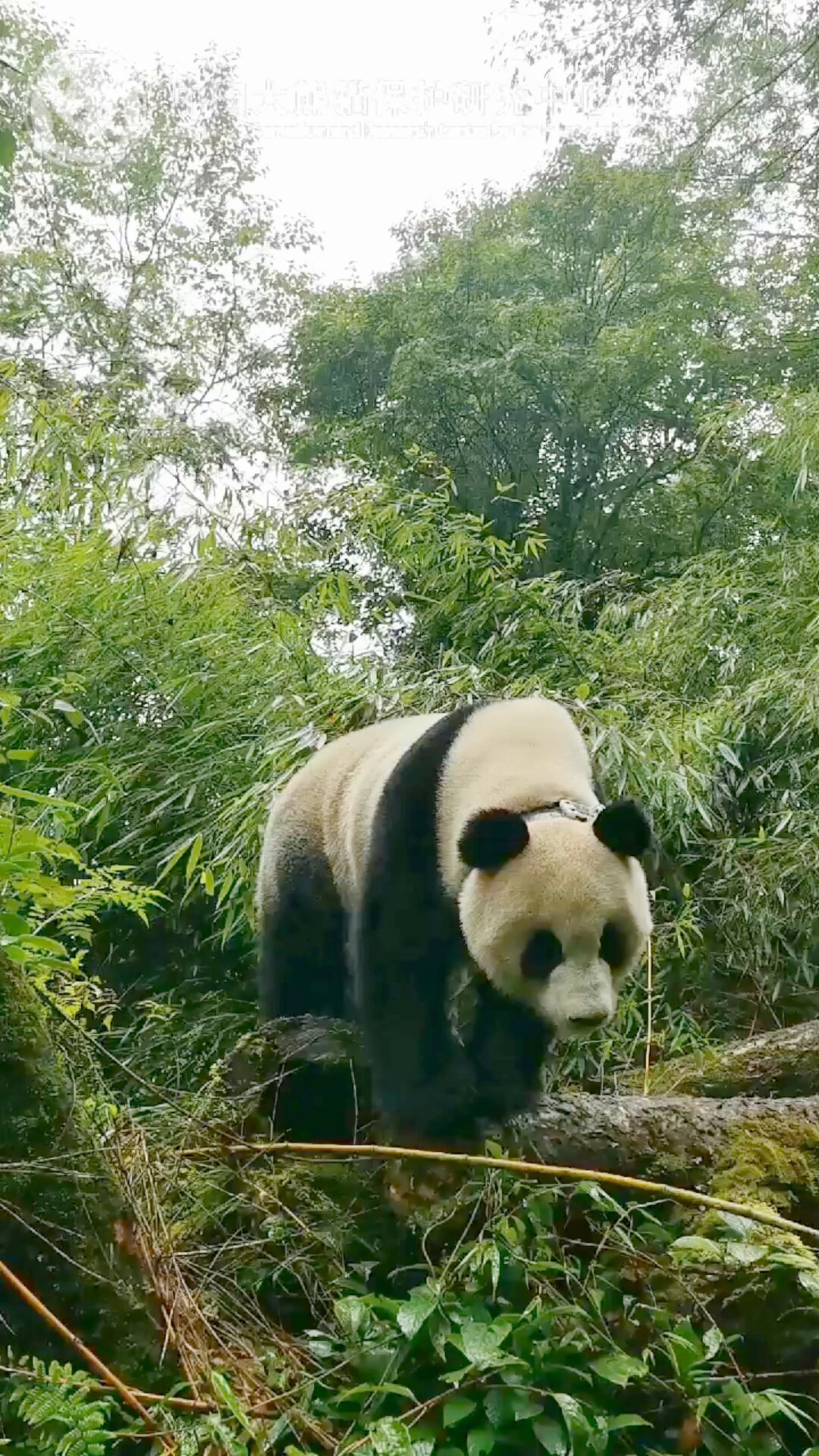 パンダページ triboxストア / YuXin 2x2x2 mini Panda
