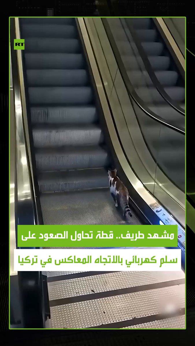 مشهد إنساني جميل .. موظف في مطار "صبيحة غوكجن" في مدينة إسطنبول التركية يتدخل بسرعة لإنقاذ قطة صغيرة كانت تحاول الصعود عكس اتجاه السلم الكهربائي، مما لاقى تفاعلا واسعا عبر مواقع التواصل. #قطة 
