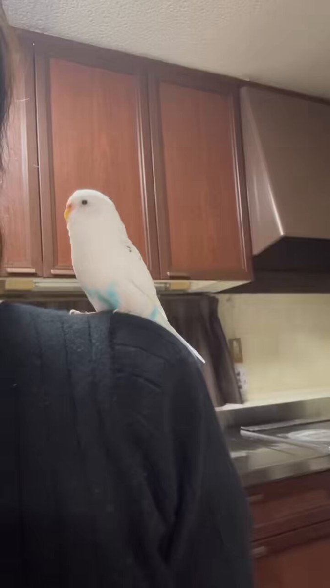 ウロコインコページです。 ウロコインコ（Green-cheeked Conure in Japan)
