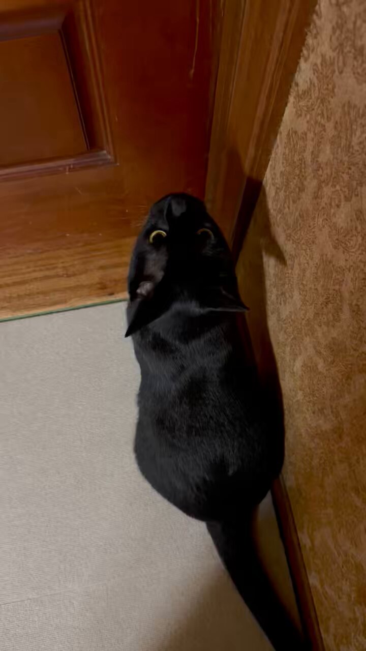 コブたぬキツねこ でかいぬ（ふき🐈コブシ🐈‍⬛） on X: 