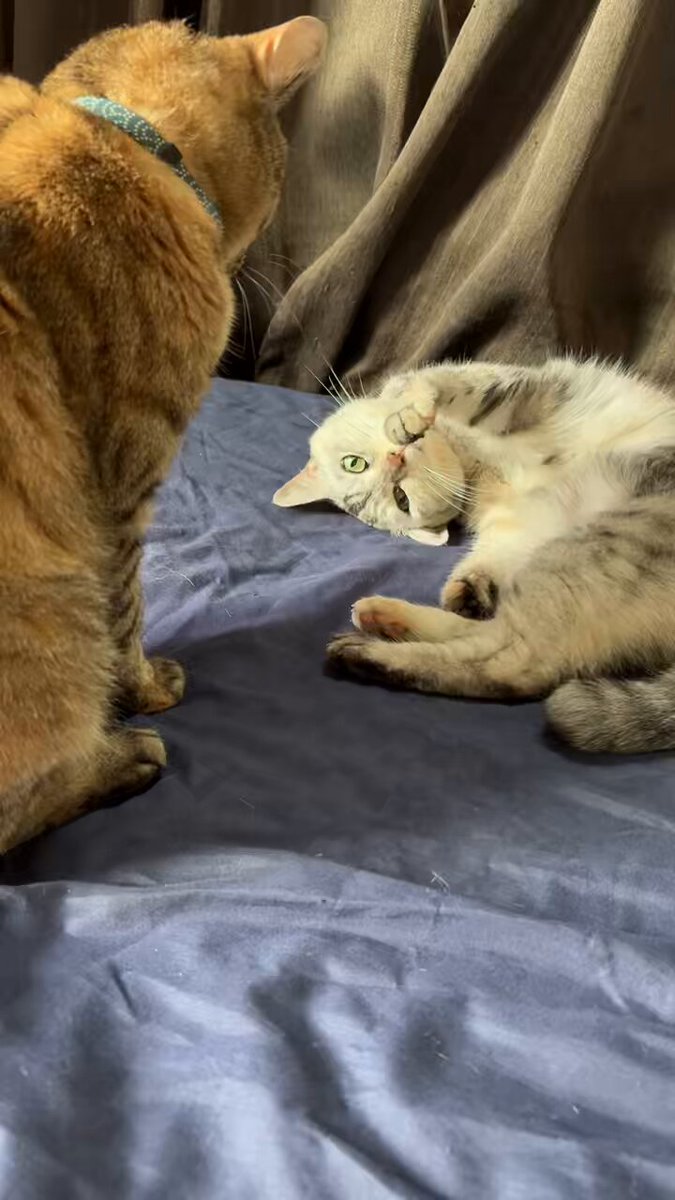 ゆめネコ セガトイズ 夢こねこ ホワイト - メルカリ
