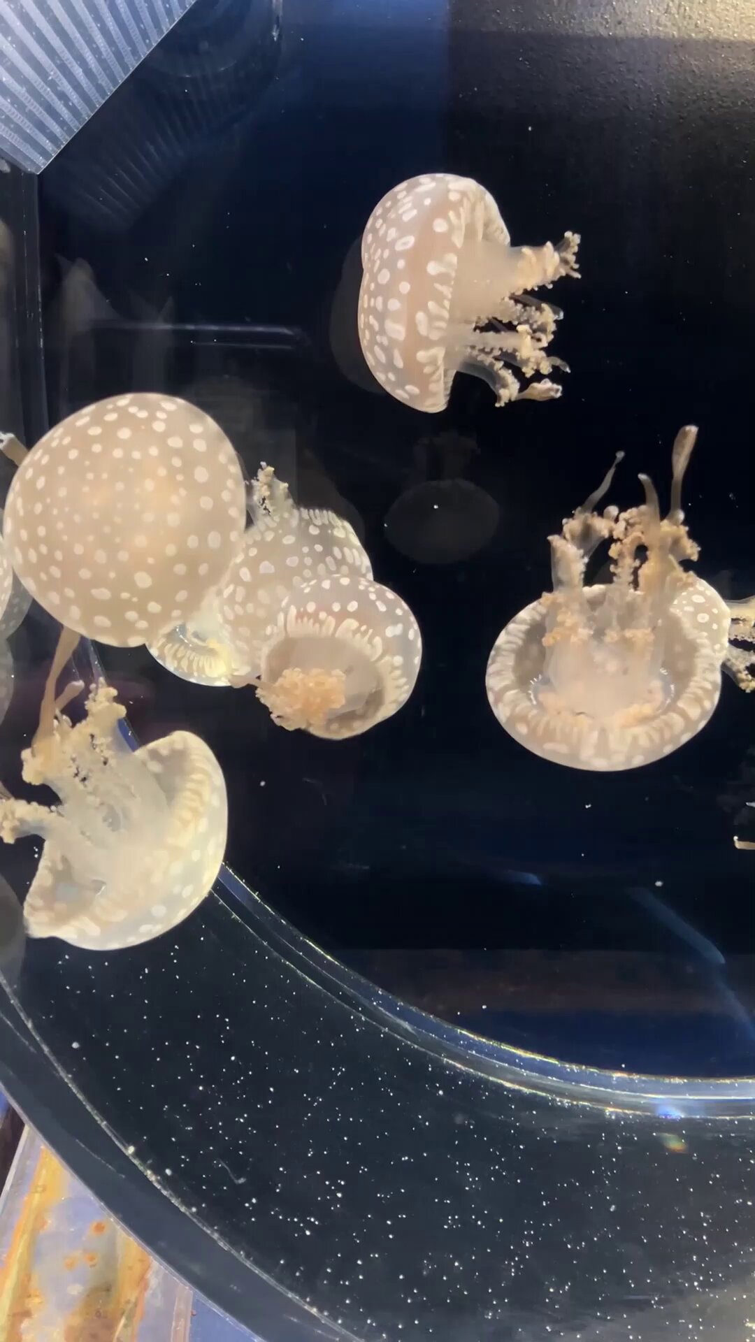 クラゲ 京都水族館 on X: 