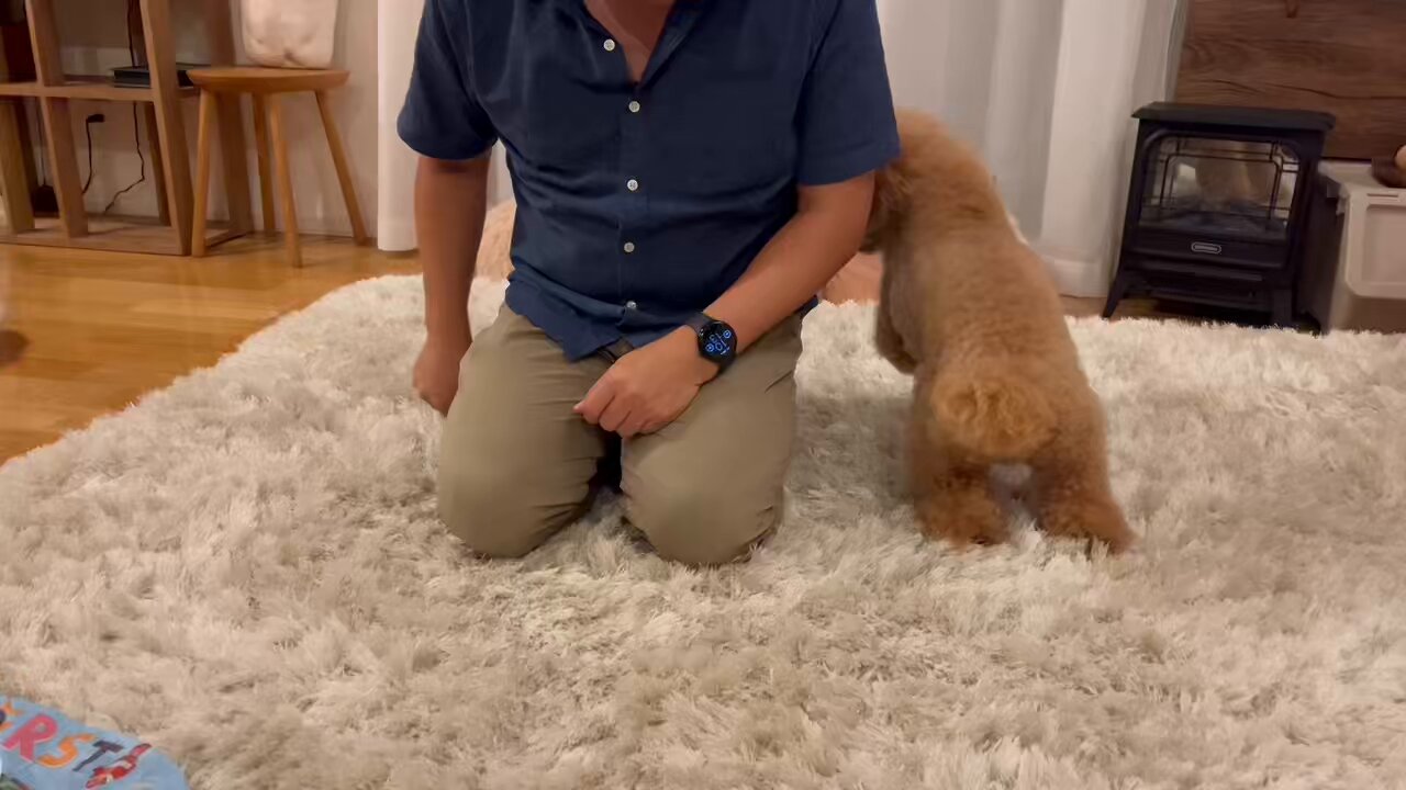 【艷珠】トイプードル 艷珠】トイプードル 艷珠様専用】トイプードル