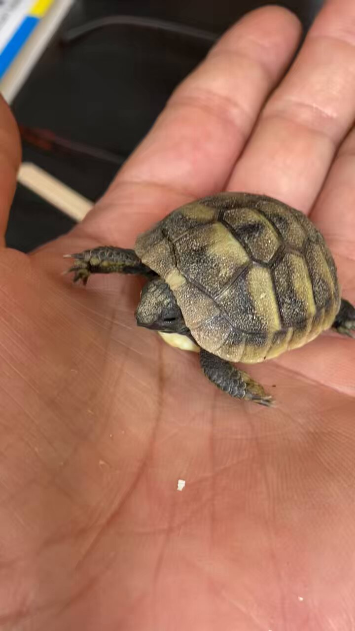 ヒガシヘルマンリクガメ - Search / X