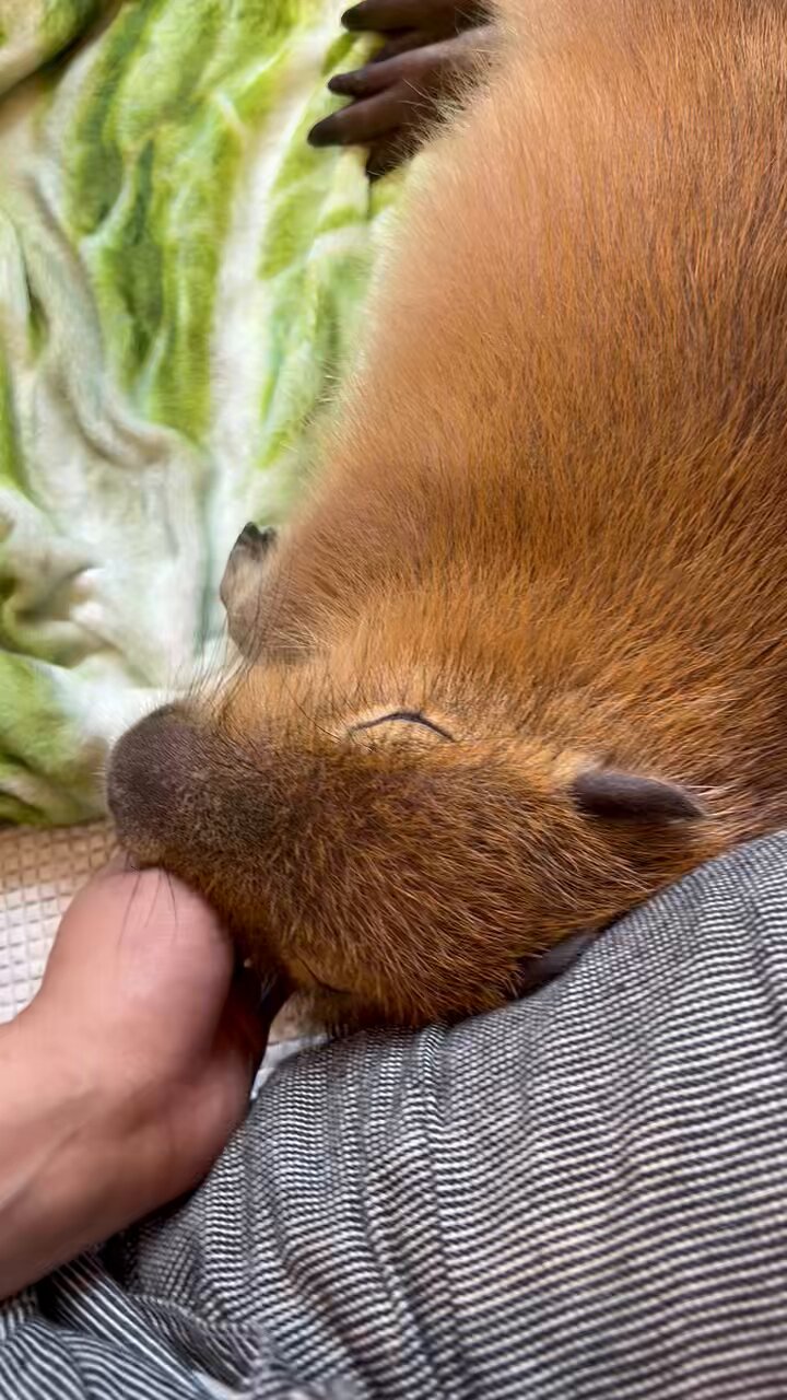 かぴばら 世界の動物図鑑@スマホケース販売中 on X: 