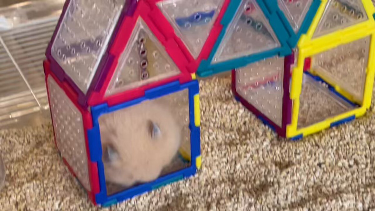 ば*な様 ☘️お盆イベント☘️ラスト2☘️130⭐️超レア【うぐいす　アトロ】手 ば*な様 ☘️お盆イベント☘️ラスト2☘️130⭐️超レア【うぐいす