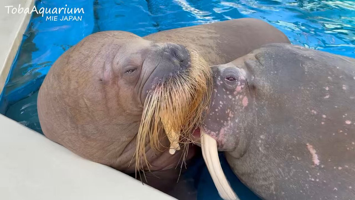 【レアカード】鳥羽水族館　コレクションカード　セイウチ　ツララ　ポウ 鳥羽水族館 コレクションカード セイウチ ツララ ポウ レア キラカード 3枚