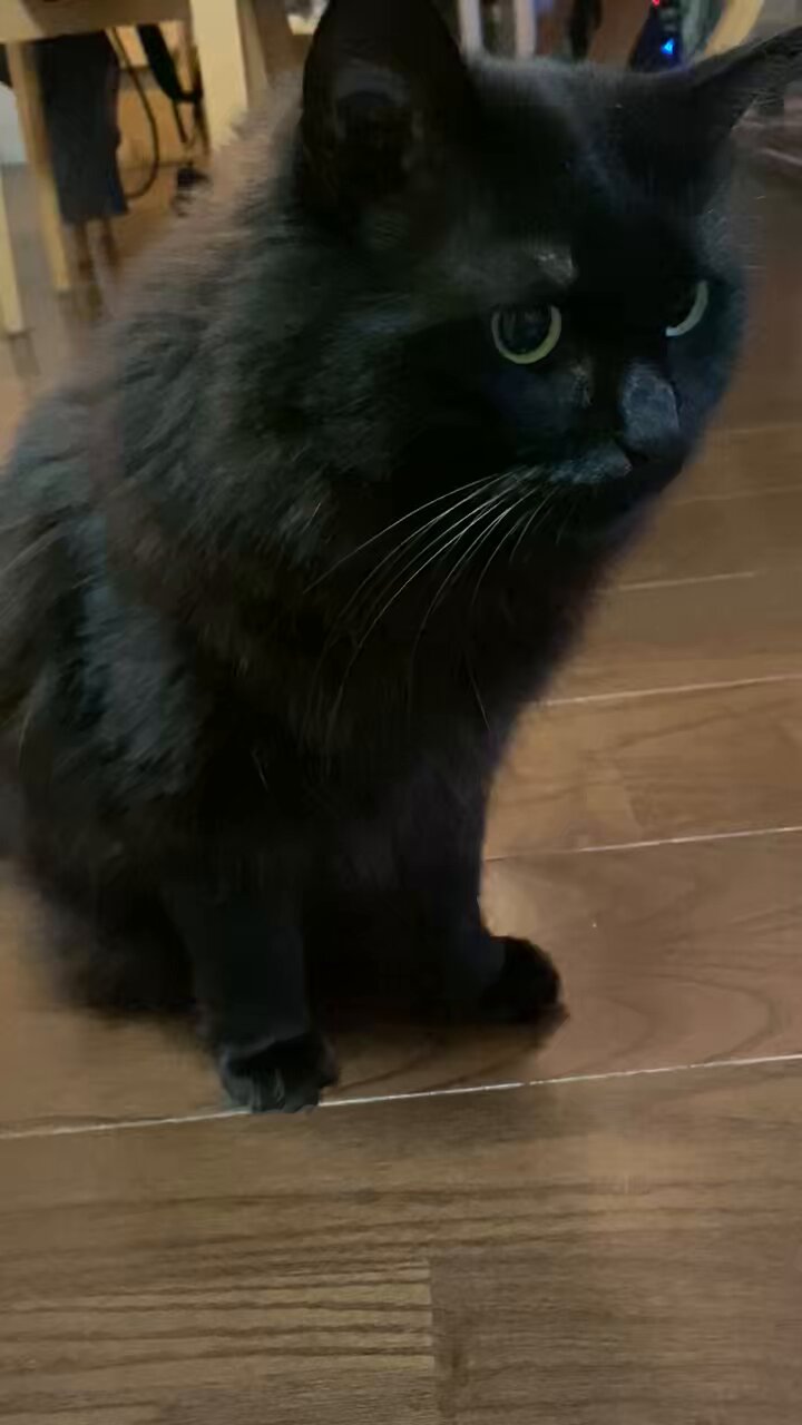 黒猫 7年前の今日、 夢二生誕130年記念で誕生した水戸岡鋭治デザイン